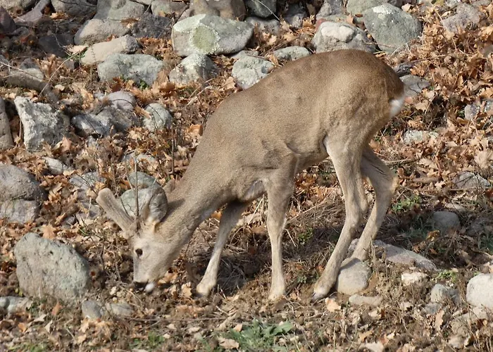 Semesteranläggning (resort) Mg Momchilgrad